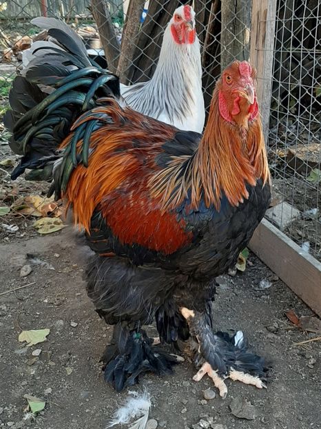  - Tineret 2019