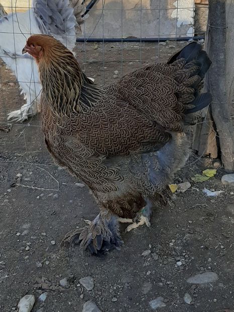  - Tineret 2019