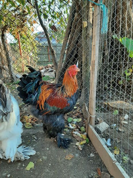  - Tineret 2019