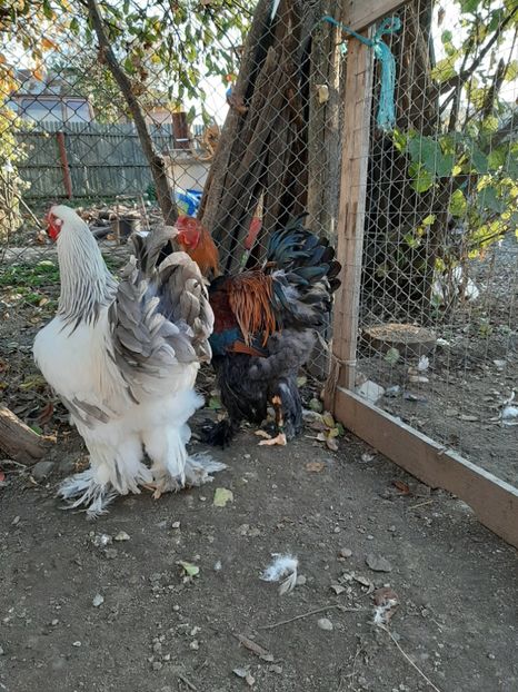  - Tineret 2019