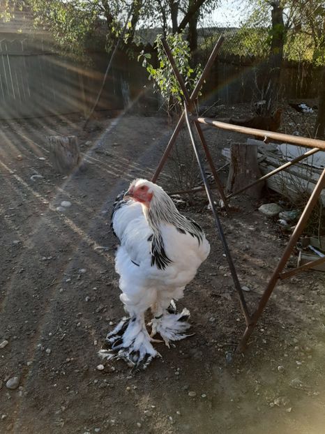  - Tineret 2019