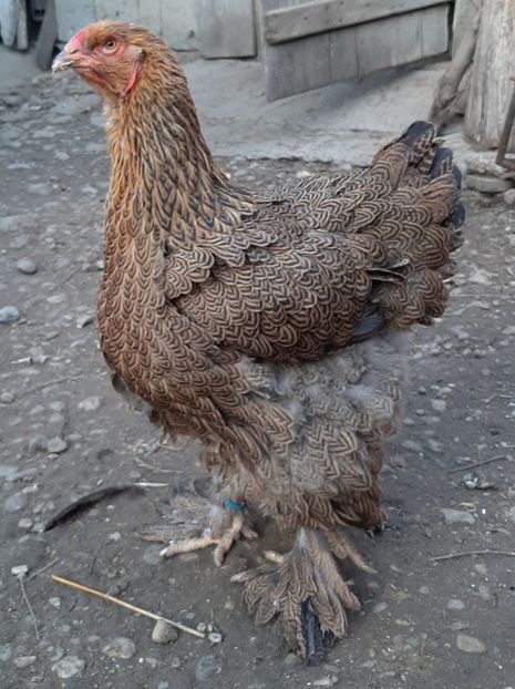  - Tineret 2019