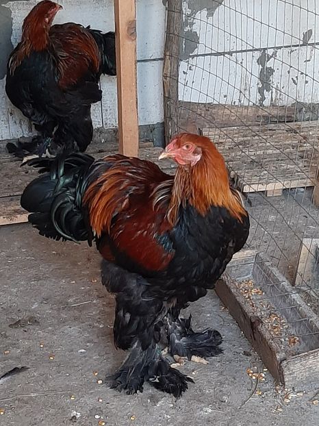  - Tineret 2019