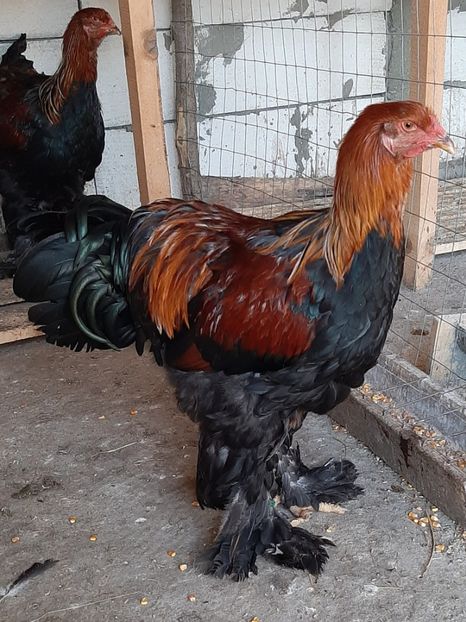  - Tineret 2019