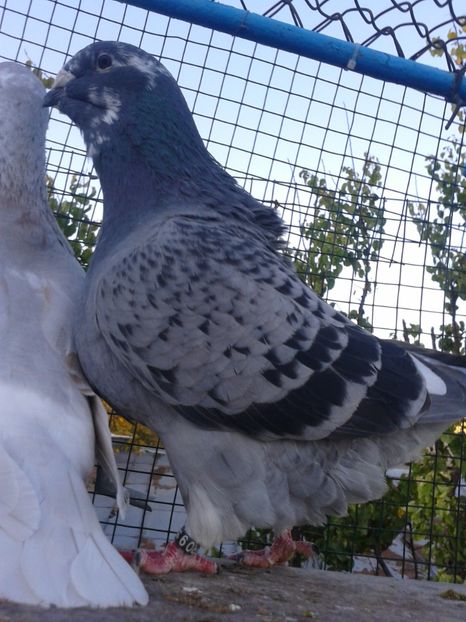 Fotografie0107 - TRESTII DE VINZARE 2020