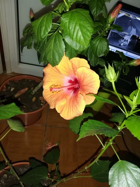  - Hibiscus 2019