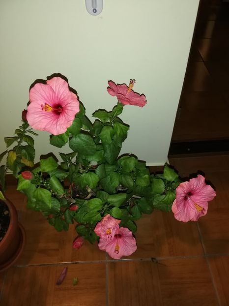  - Hibiscus 2019