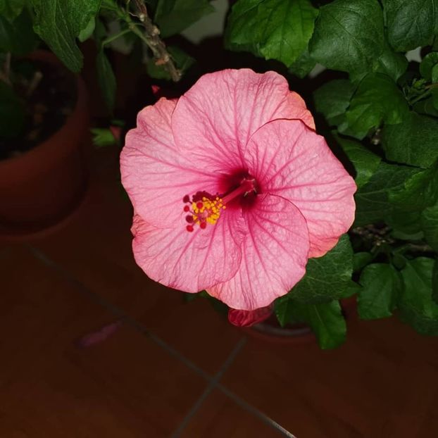  - Hibiscus 2019