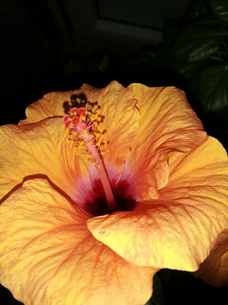  - Hibiscus 2019