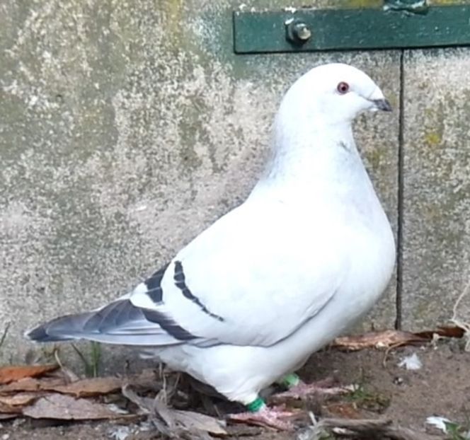 U-554  ARCHIWUM - f- MLODE -2019- Youth