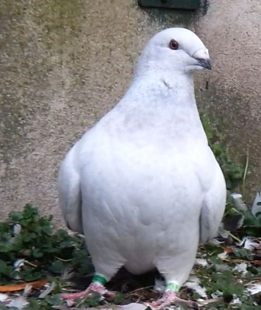 U-554  ARCHIWUM - f- MLODE -2019- Youth