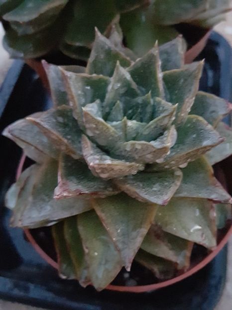 Echeveria purpusorum - Echeveria