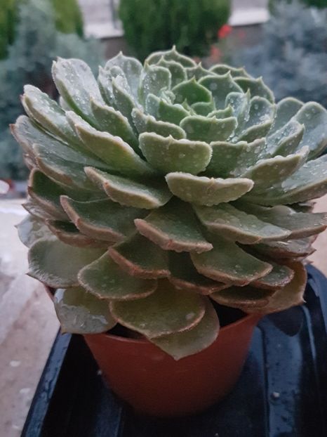 Echeveria Brown rose - Echeveria