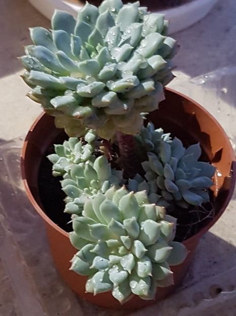 Echeveria Rundelli - Echeveria