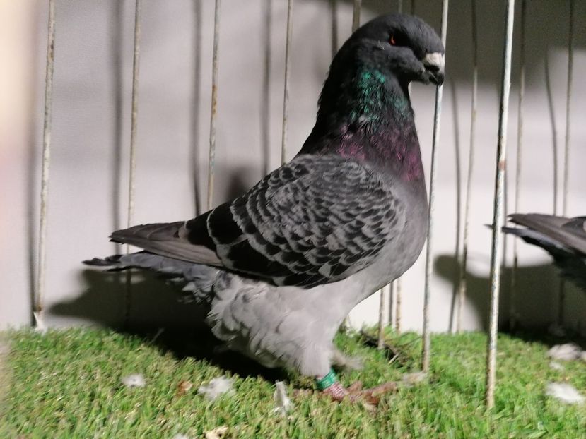  - Matca masculi 2020