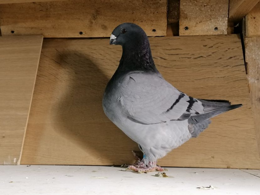  - Matca masculi 2020