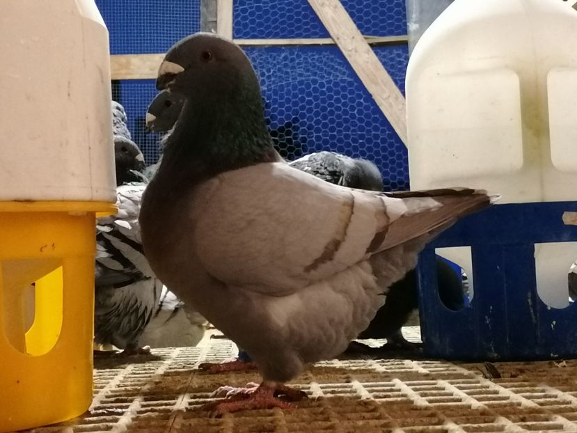  - Matca masculi 2020