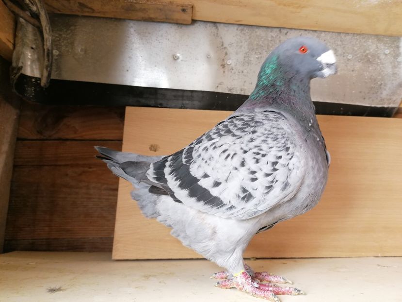  - Matca masculi 2020