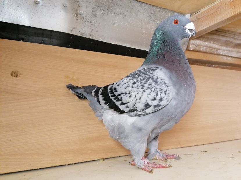  - Matca masculi 2020