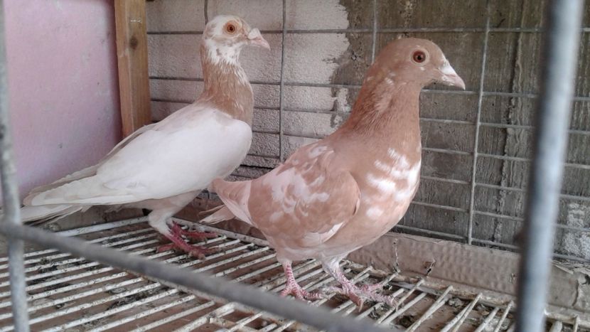  - De vanzare meulemans pe galben si pe rosu