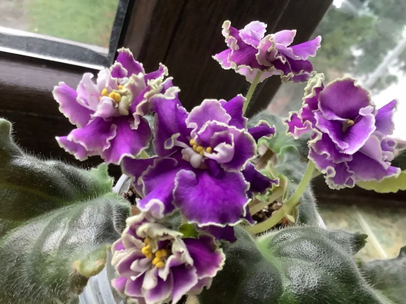 Pui 5 - King s Treasure