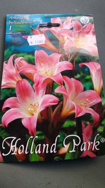 Bulb cumpărat din piața veche si plantat pe data de 06 noiembrie - Crin Amaryllis belladonna