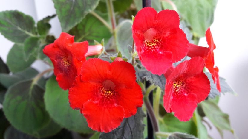 Cam atat pentru anul acesta :) - Sadistic Love