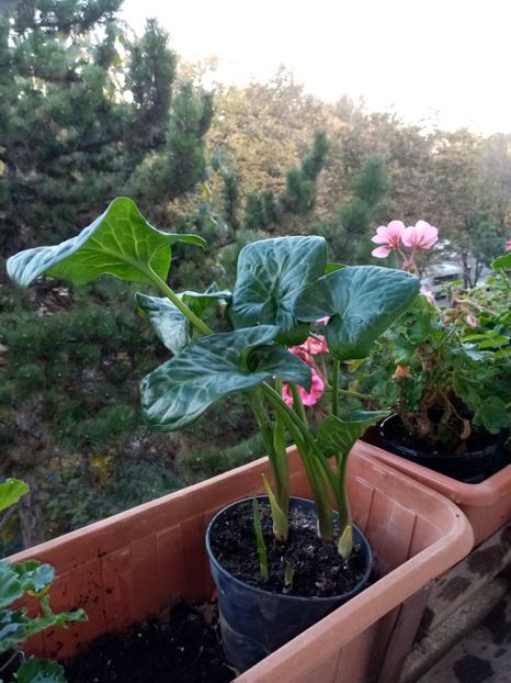 Arum,  sau - Noiembrie 2o19