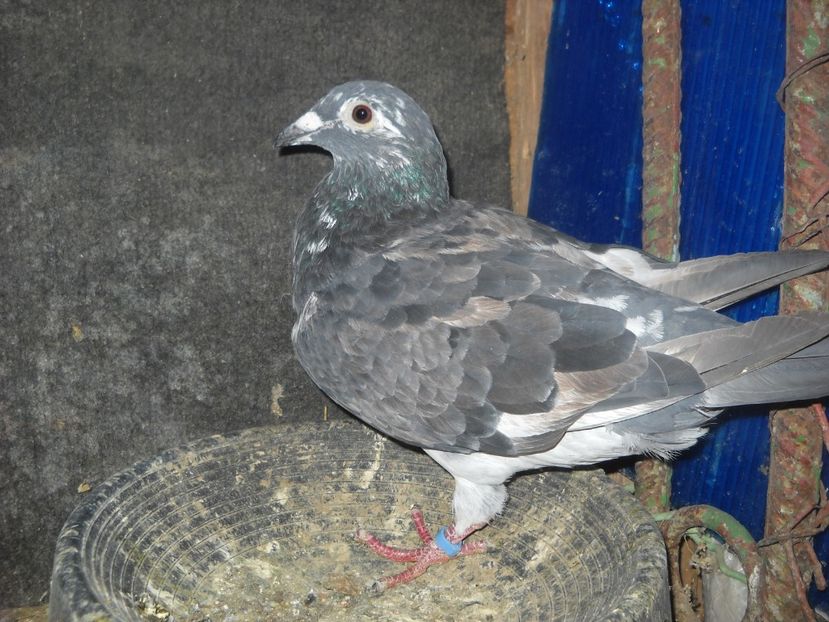  - UNDEVA IN SUCEAVA arhiva