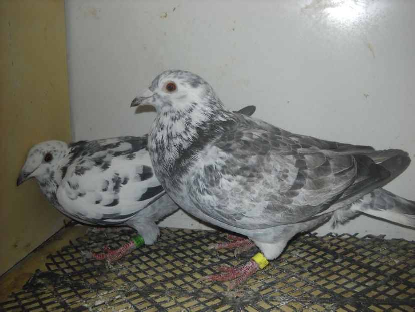  - UNDEVA IN SUCEAVA arhiva