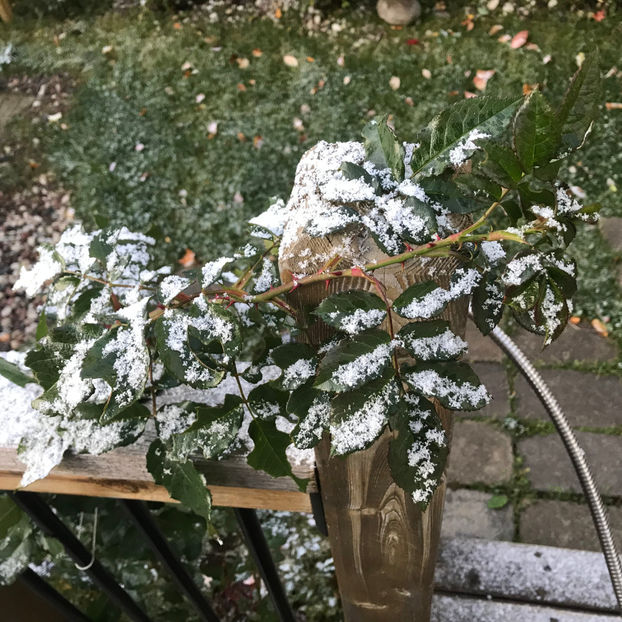  - Jurnalul gradinii 2019