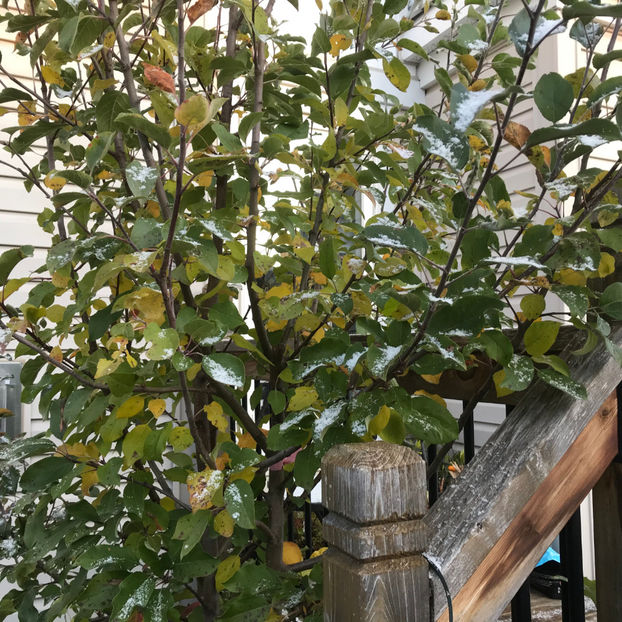  - Jurnalul gradinii 2019