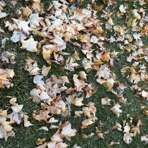  - Jurnalul gradinii 2019