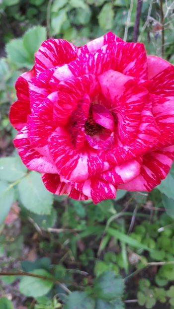  - Trandafirii mei 2019