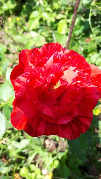  - Trandafirii mei 2019