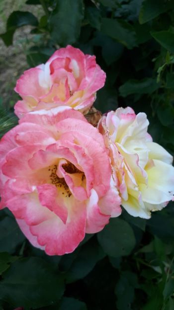  - Trandafirii mei 2019