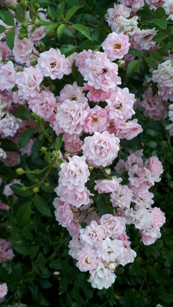  - Trandafirii mei 2019