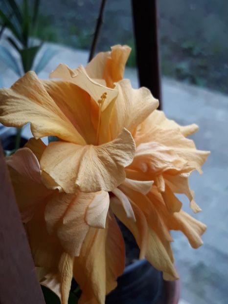  - Hibiscusi 2019