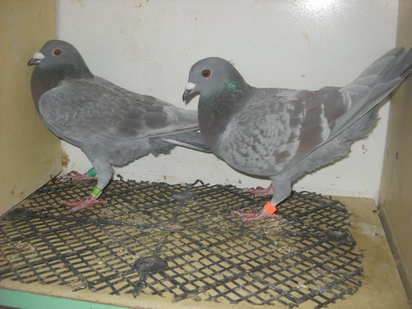  - UNDEVA IN SUCEAVA arhiva