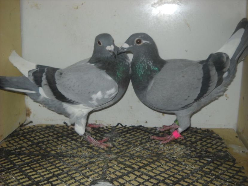  - UNDEVA IN SUCEAVA arhiva