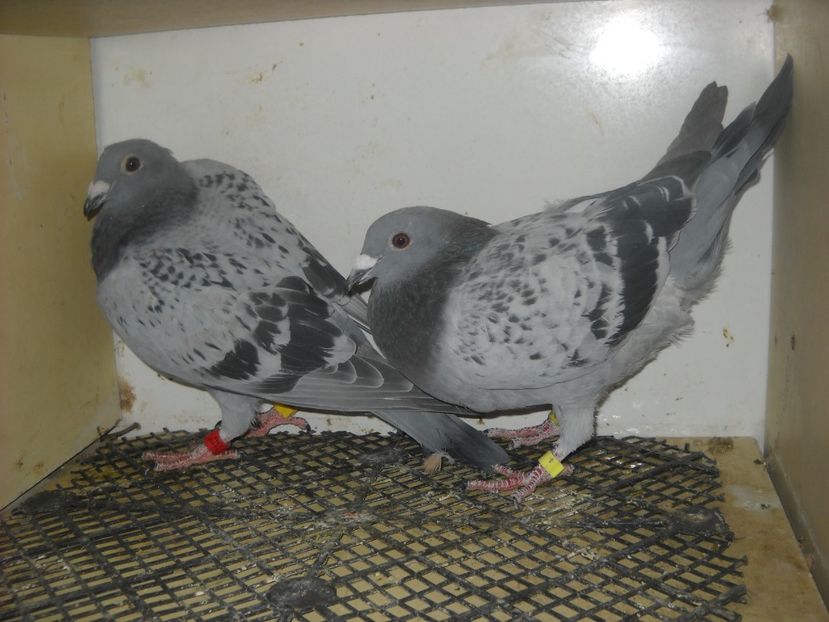  - PORUMBEI VANDUTI 2