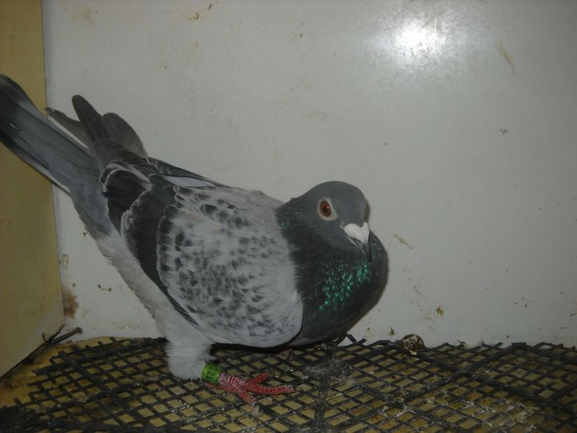  - PORUMBEI VANDUTI 2