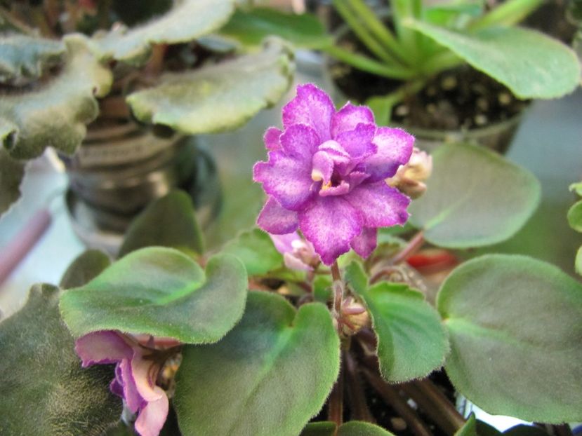  - ZZZRS-Barkhatnyi Nariad trailer