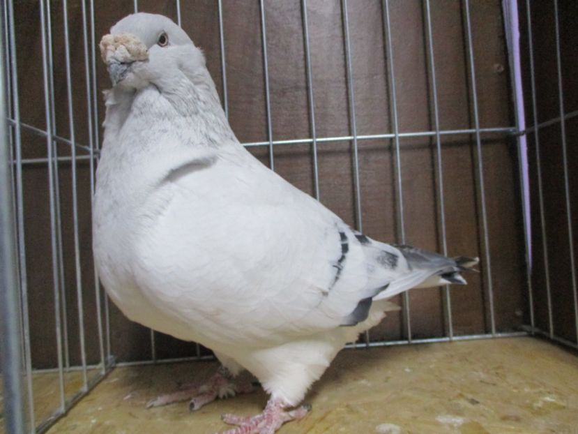 440-14 - Masculi 2019