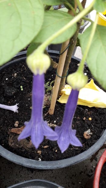  - Iochroma grandiflora