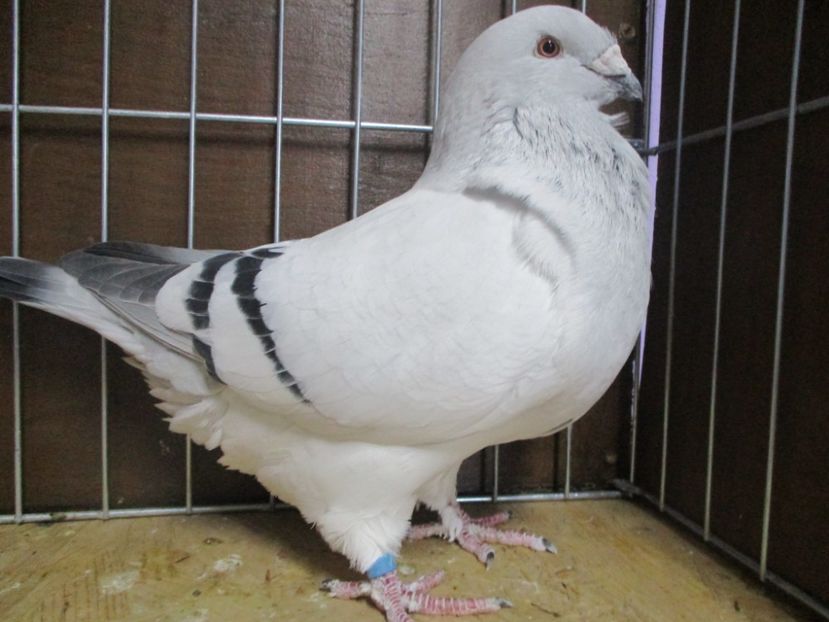 03580-18 - Masculi 2019