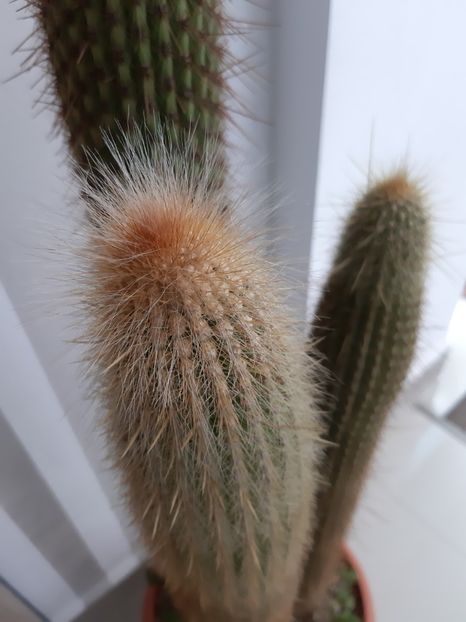  - Cactusi - 2018 - 2021