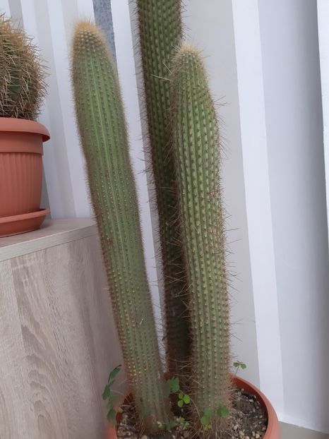  - Cactusi - 2018 - 2021