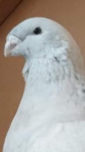 received_507892883098417 - EU SI DESPRE MINE