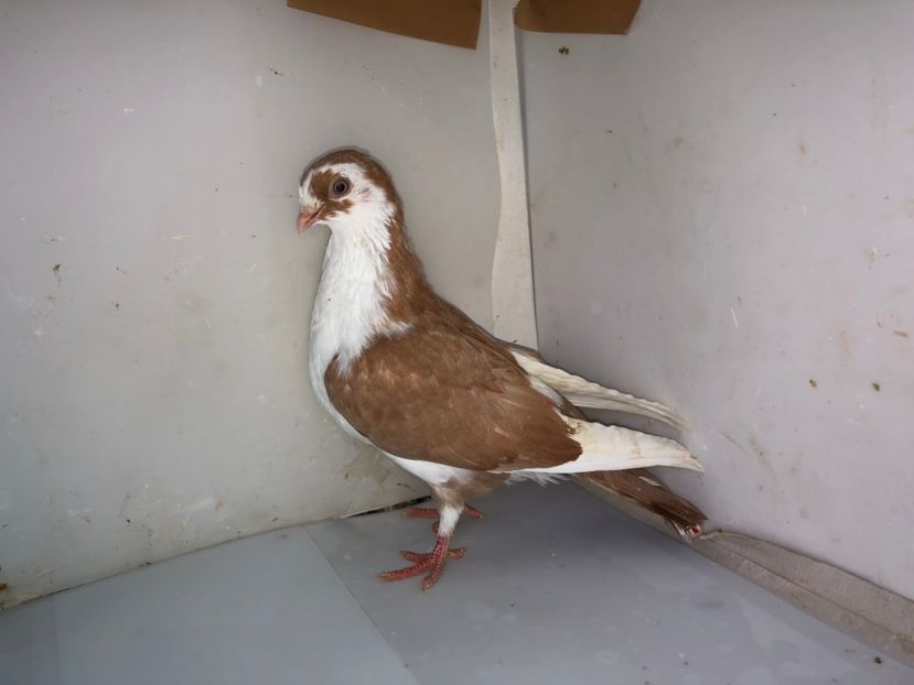 7067  mascul  2019 - Plecați ALBUM 2